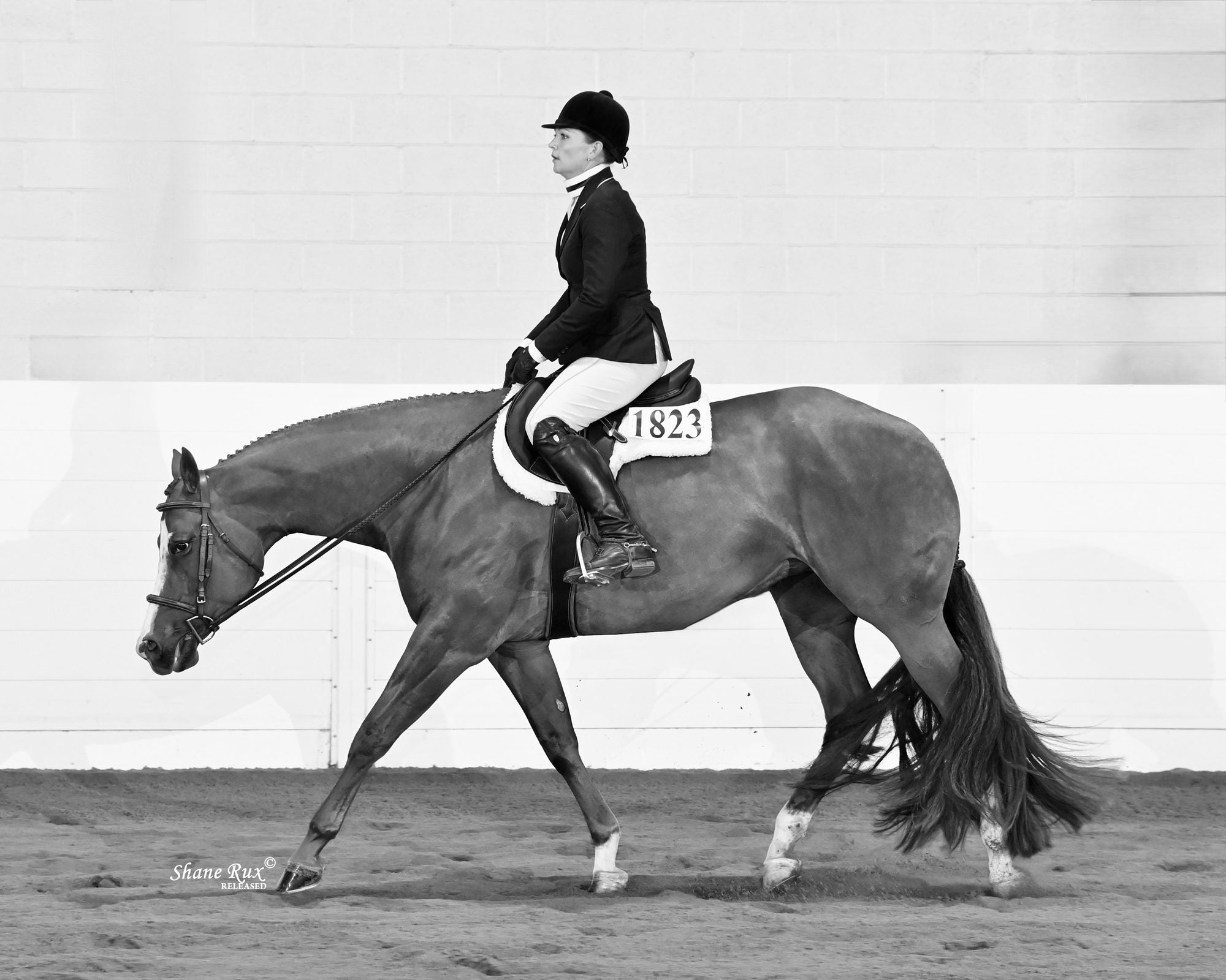 A hunter under saddle in the show ring